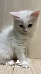  12 برتش مكس شيرازي