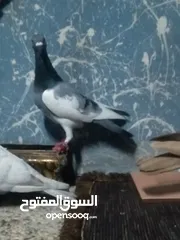  5 كوم حمام مشكل كامل لعدم التفرغ للبيع
