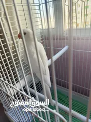  6 ببغاء دره البينو ابيض عين حمرا اليف جدا ما عندو عض نهائيا ثوب كامل جناح كامل محجل بداية كلام عمر صغي