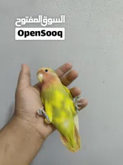  10 لافبيرد اليف