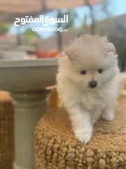  2 Pomeranian puppy 5 weeks old