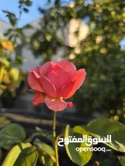  1 قوصين الدوار