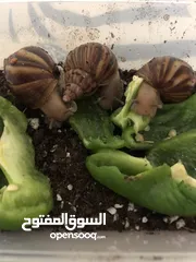  2 حلزونات للبيع بارخص الاسعار