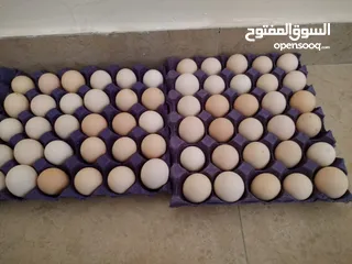  2 بيض بلدي منزلي -eggs for htching - fresh eggs  Barahma/ local eggs for hatching