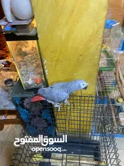  3 موجود كاسكو متكلم واليف بيطلع عاليد وبحب يلعب