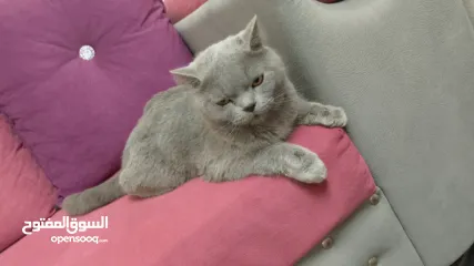  4 قطه بريطانيه شارتروه جميله هادئة ومحبه ورفيقه للمنزل