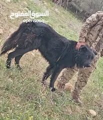  2 كلب بلاك منظر وشخصيه وقطعه كبيره عمره سنه 5شهور موجود اربد