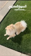  4 Pomeranian mini