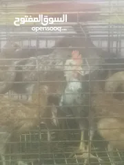  2 فراخ بلدي بط مس كوفي رومي بلدي فراخ بيور فراخ فيومي