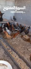  2 فرخات جاج بلدي