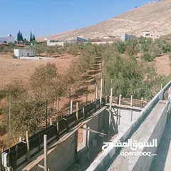  2 دونم زيتون في النصارية
