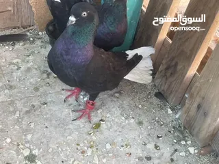  2 يا غانمين هذول 8حمامات ادفع بحق الله وشيل