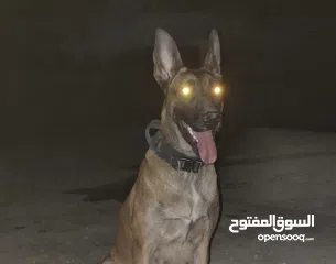  6 جراو مالينوا الأصل  للبيع  عمر عشرين يوم