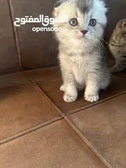  3 سكوتش فولد وستريت