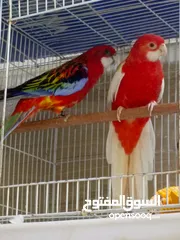  2 طيورروزله. عراقيات