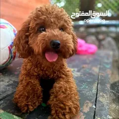  1 Toy Poodle female
