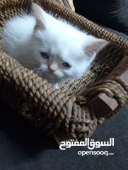  25 قطط للبيع السعار مشكله
