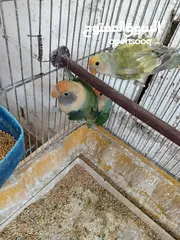  3 بعد الصلاه ع النبي يوجد مجموعة طيور روز البينو وألوان  طفرات بتجنن طيور حلوه اقرأ التفاصيل في الوصف