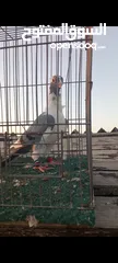  15 جوز فراخ اسطنابله  زرق وفرخ اسطنبولي احمر حبكين موجودات في الهاشمي الجنوبي