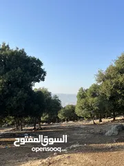  2 قطعة ارض للبيع بالسلط جلعد محاطه بالغابات