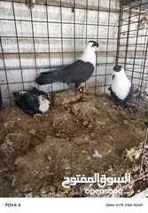  4 حمام نخب الماني جواز وفردات