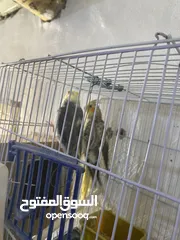  8 جوز كوكتيل للبيع في معان الجوز شغالات وفي معاهن أفراخهم السعر من الاخر
