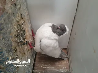  12 متاح  جواز  حمام الماني  كلو شغال جوز بلوني احمر تحته بيض وطيره مزهوراي حمره مع فرخها  وطيره مسوداي