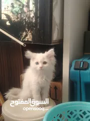  1 قطط شيرازي ذكر وانثي