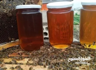  1 جميع انوع العسل