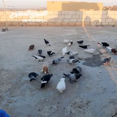  1 حمام للبيع في مادبا