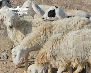  2 للبيع كبشان تهجين نجدي سمان فول