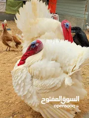  8 زغاليل / فري / حبش / بط / وز / بيض بلدي / بيض فري / ديوك بلدي / خروف بلدي/ صيصان حبش صيصان بط بلدي