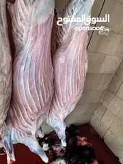  3 لحامين على استعداد التام لذبح جميع انواع المواشي  خروف.   عجل.   جدي.    ذبح في المنازل أضحيه