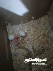  5 جوز روز للبيع اقرء الوصف الي بدو كمان صور يراسلني على الدردشة او ببعتلو