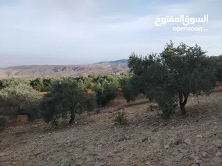  23 مزرعة زيتون ملوكية اطلالة ع الغرب و جبال فلسطين ع ثلاث شوراع قرب شارع الستين ثغرة السلطان