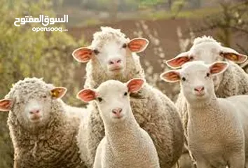  4 لحام جزار اضاحي متنقل ... ذبح ... سلخ ... تقطيع