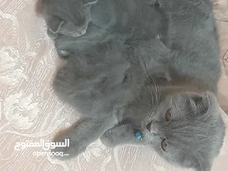 2 قطط سكواتش فولد  الام والاب  نفس الفصيله الاذن  قصيره   لس لم يتم الفطام البيع الام  والاولاد