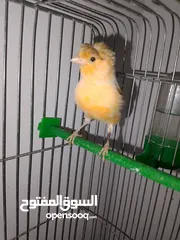  1 كناري طواير وفحول