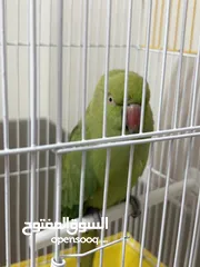  2 ببغاء دره هندي بدايه طوق للبيع حجم وسط