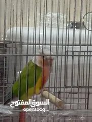  6 جوز كنيور جرين شيك هاي رد شغال للبيع  لا تتصل ألا اذا كنت بدك تشتري