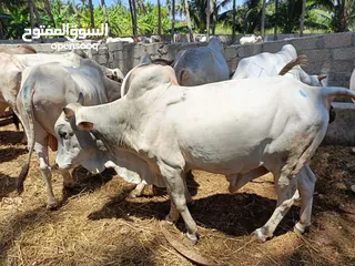  3 live somali cows