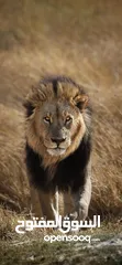  1 اراضي البيع