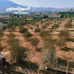  1 دونم زيتون في النصارية