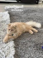  2 Persian Shirazi Cat Male