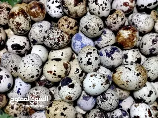  7 بيض سمان بلدي - طازج ونظيف من مزارعنا