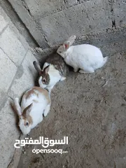  3 طقم ارانب شغل انثيتين وذكر