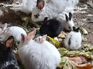  11 يوجدارانب النوع فرنسي عمر شهر 3د شهرين 5د