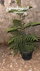  8 كوخ للبيع بسعر جيد