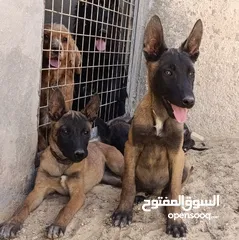  8 جراء بلجن مالينو و الراعي الهولندي (Belgian Malinois & Dutch Shepherd)