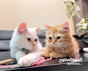  9 Cute Persian kittens